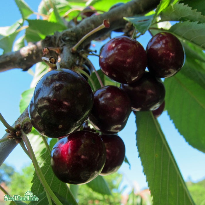 Prunus avium 'Regina' E Stam 3-4-års A-kval  Co