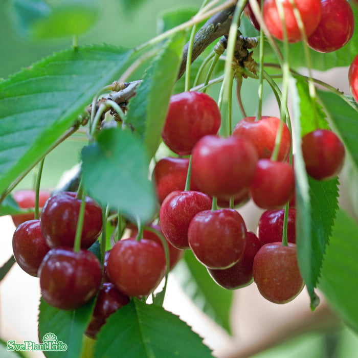 Prunus avium 'Regina' E Stam 3-4-års A-kval  Co