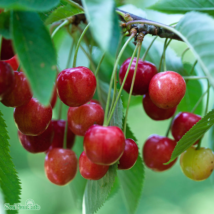 Prunus avium 'Regina' E Stam 3-4-års A-kval  Co
