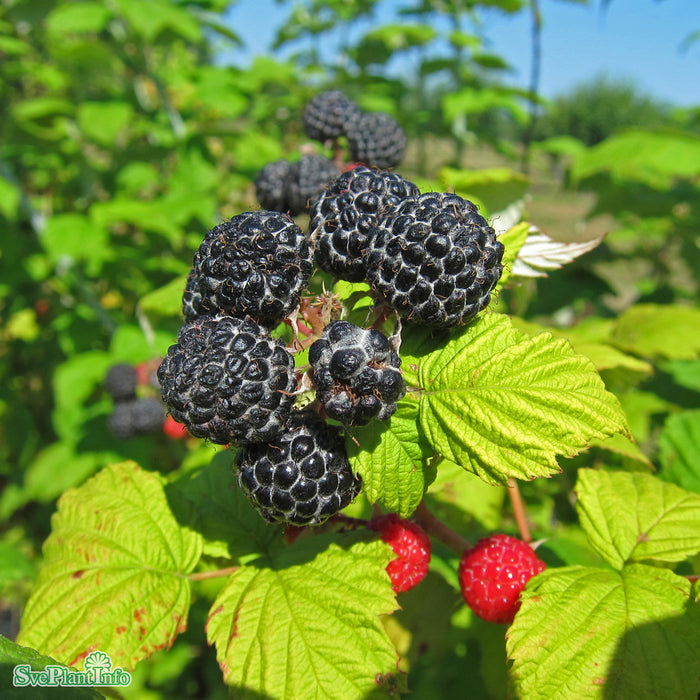 Rubus occidentalis 'Munger' A-kval C3,5