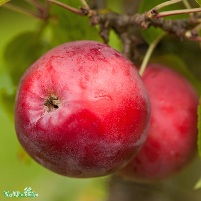 Malus domestica 'Rödluvan' E A2 Stam 2-års A-kval Co