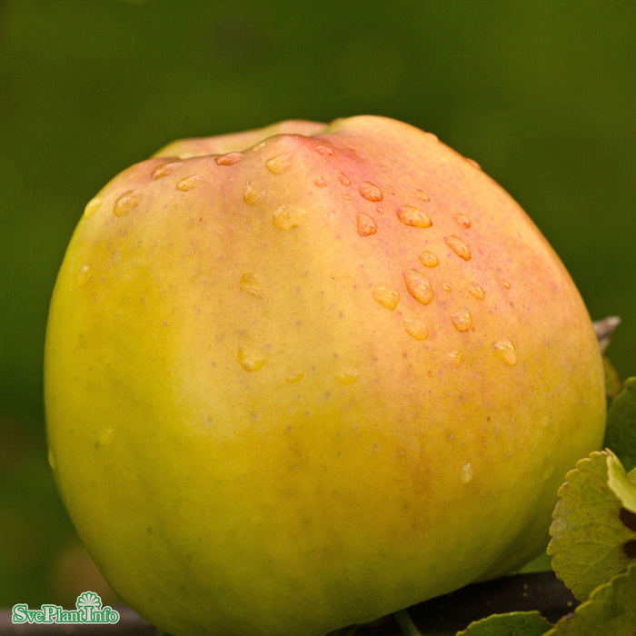Malus domestica 'Signe Tillisch' Stam 4-års