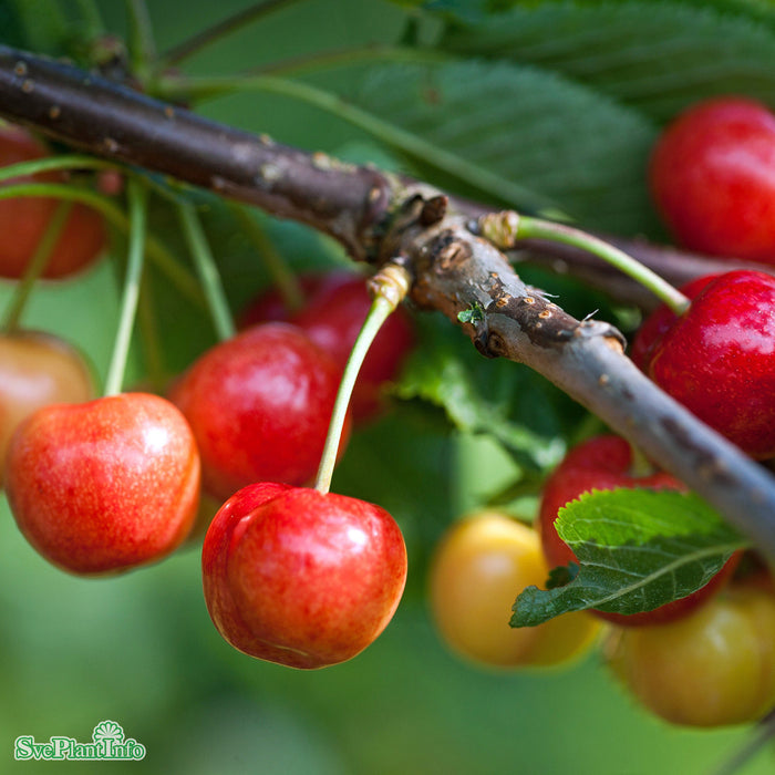 Prunus avium 'Van' E P.Colt Stam 2-års A-kval Co