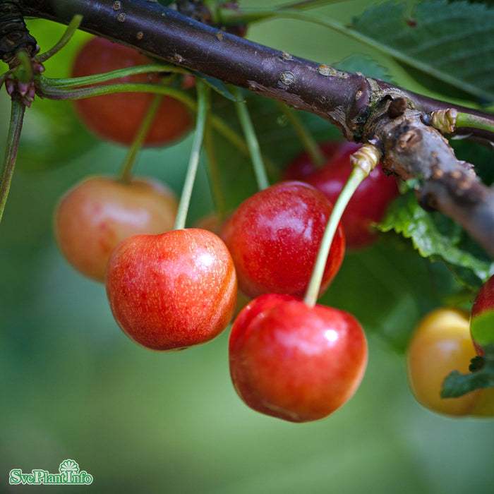 Prunus avium 'Van' E P.Colt Stam 2-års A-kval Co