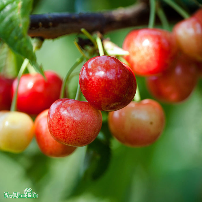 Prunus avium 'Van' E P.Colt Stam 2-års A-kval Co