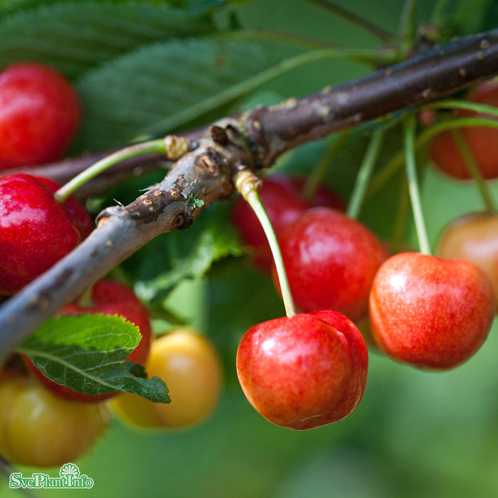 Prunus avium 'Van' E Stam 2-års A-kval