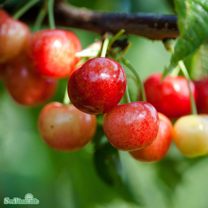 Prunus avium 'Van' E Stam 2-års A-kval
