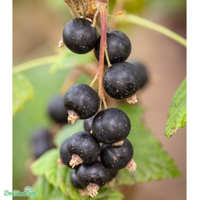 Ribes nigrum 'Öjebyn' Busk C5