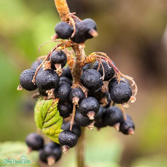 Ribes nigrum 'Öjebyn' Stam Co