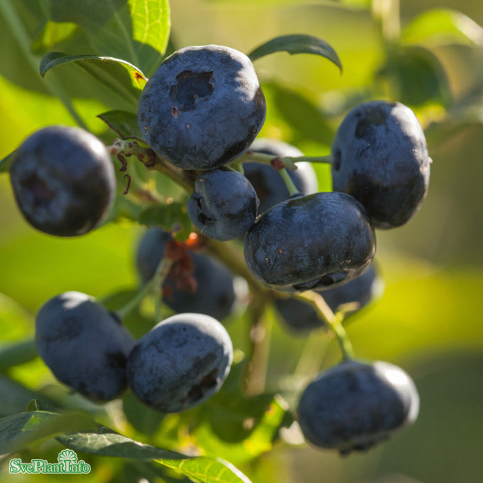 Vaccinium corymbosum 'Pelle' E C2