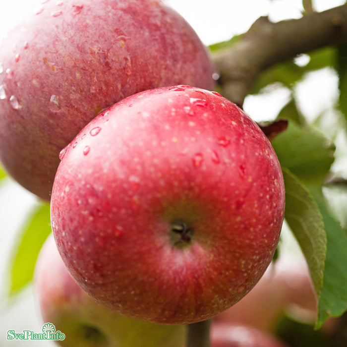 Malus domestica 'Amorosa' A2 Stam 2-års A-kval Co