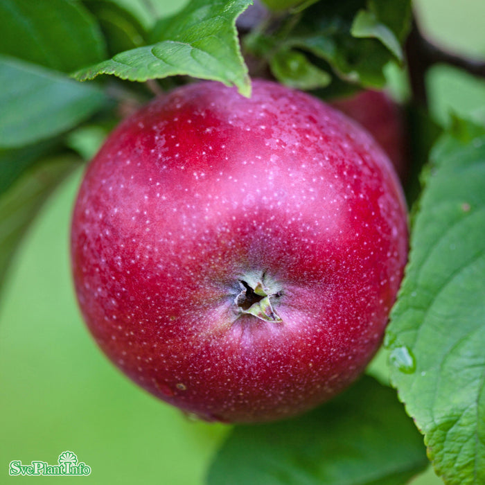 Malus domestica 'Amorosa' A2 Stam 2-års A-kval Co