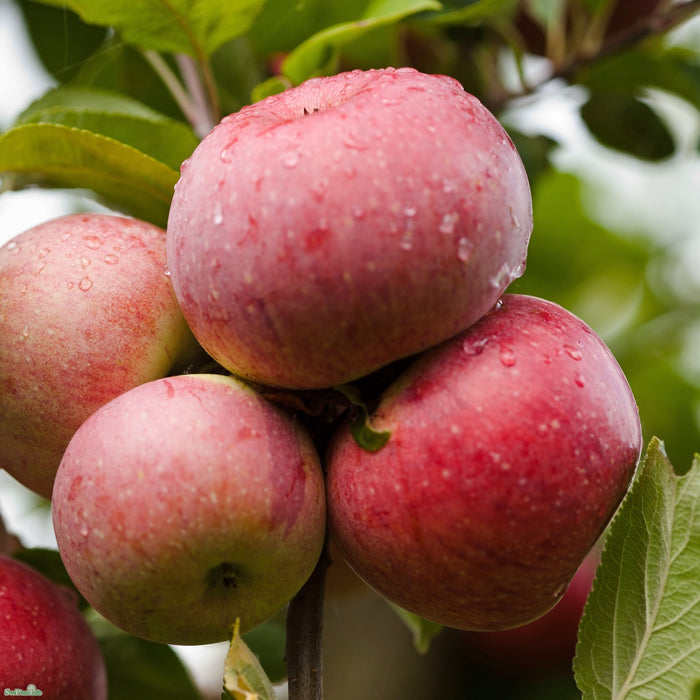 Malus domestica 'Amorosa' A2 Stam 2-års A-kval Co