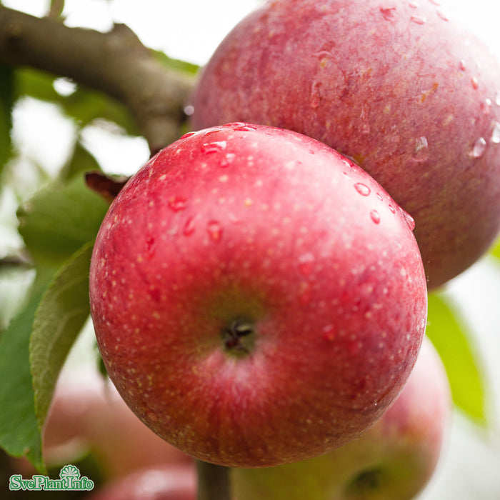 Malus domestica 'Amorosa' A2 Stam 2-års