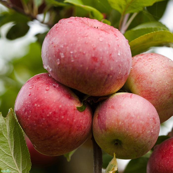 Malus domestica 'Amorosa' A2 Stam 2-års