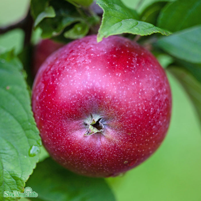 Malus domestica 'Amorosa' A2 Stam 2-års