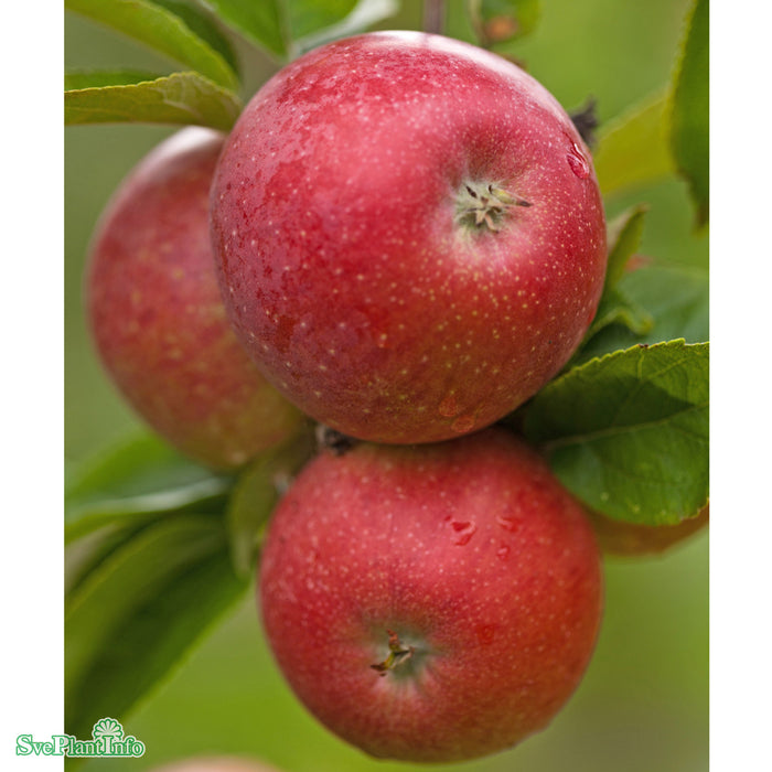 Malus domestica 'Aroma' E B9 Stam 2-års A-kval Co