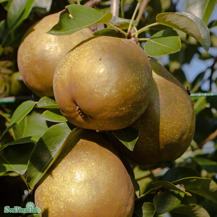Pyrus communis 'Carola' E Stam 4 års Co