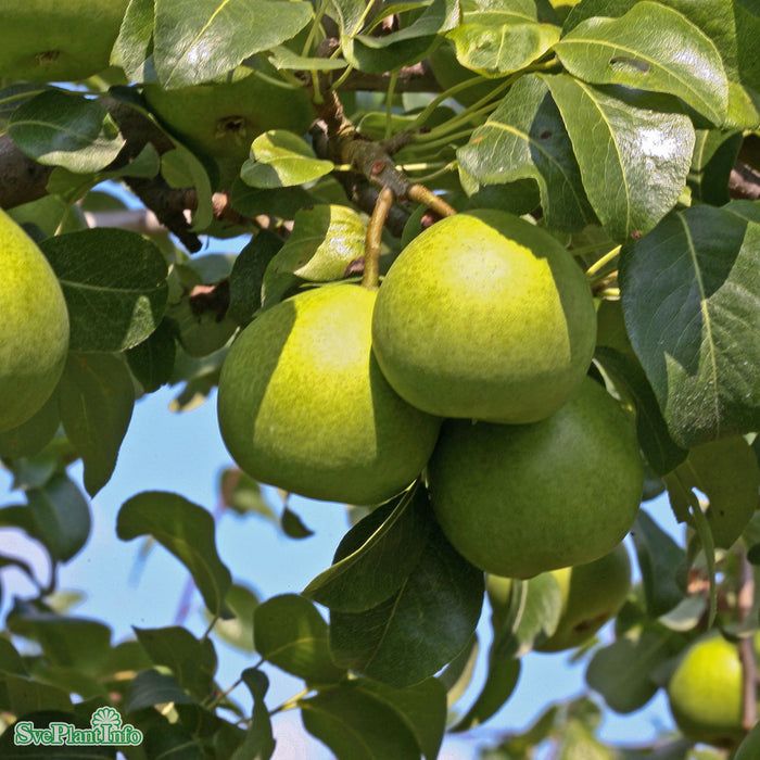 Pyrus communis 'Clara Frijs' E Stam 2-års A-kval Co