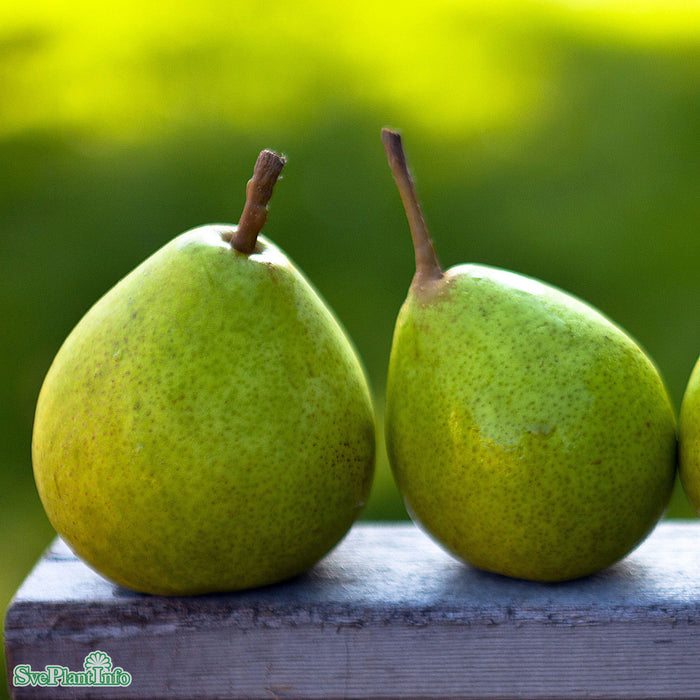 Pyrus communis 'Clara Frijs' E Stam 2-års A-kval Co