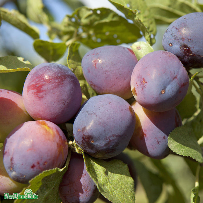 Prunus domestica 'The Czar' D7,5
