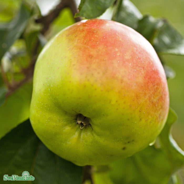 Malus domestica 'Filippa' A2 Stam 2-års A-kval  Co