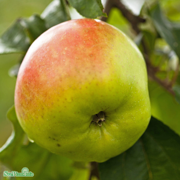 Malus domestica 'Filippa' E MM111 Stam 2-års A-kval  Co