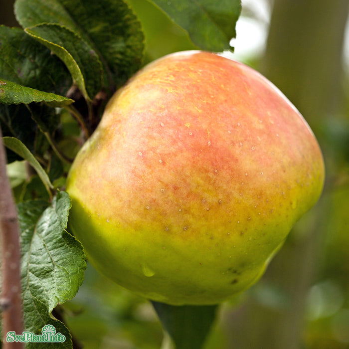 Malus domestica 'Filippa' E A2 Stam 2-års A-kval Co