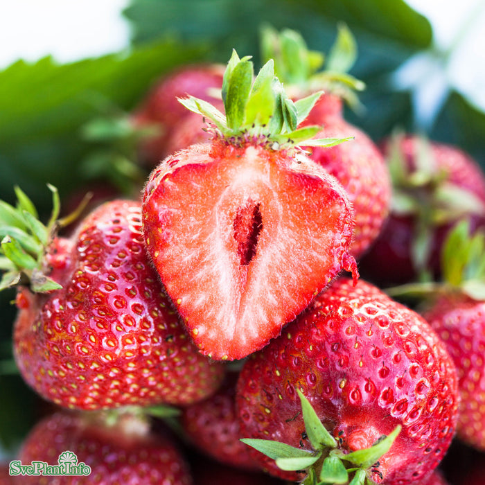 Fragaria x ananassa 'Florence' 6 pack