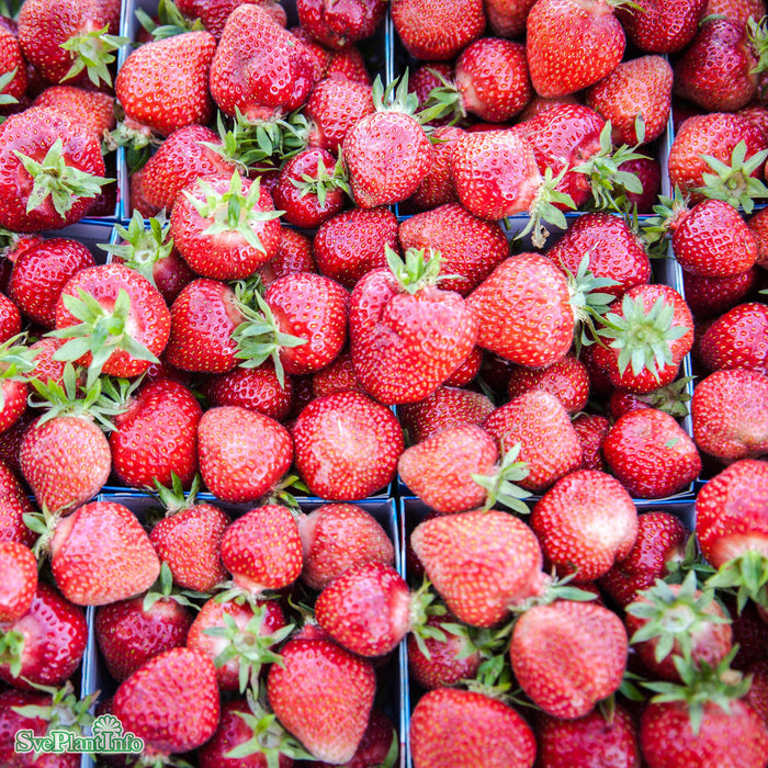 Fragaria x ananassa 'Florence' 6 pack