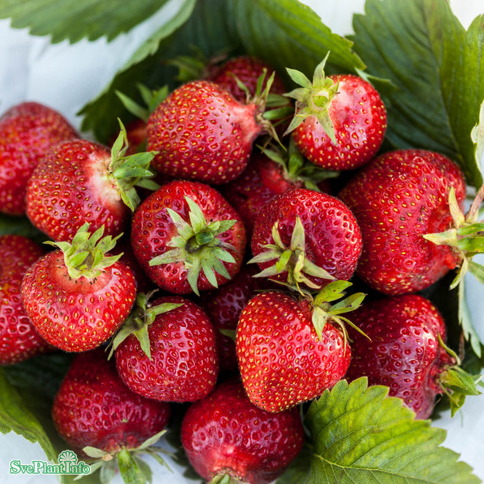 Fragaria x ananassa 'Florence' 6 pack