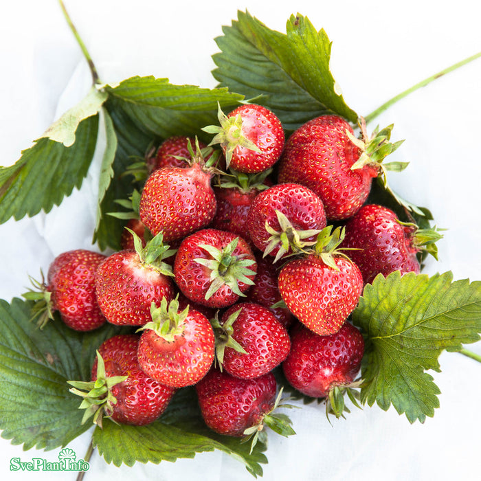 Fragaria x ananassa 'Florence' 6 pack