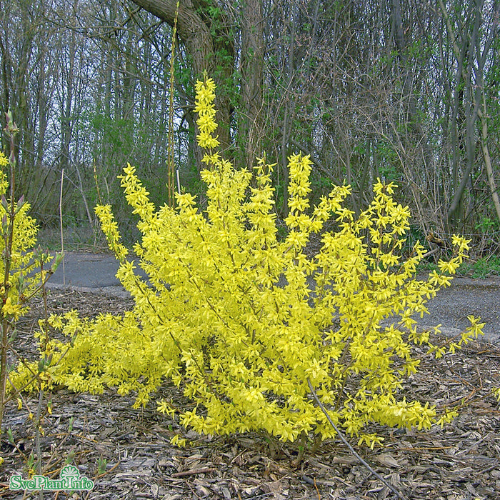 Forsythia x intermedia 'Week-End' C12 100-125cm