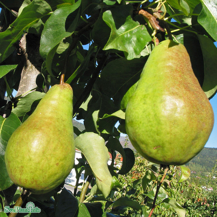 Pyrus communis 'Fritjof' E P.com Ompl. 3 års C20