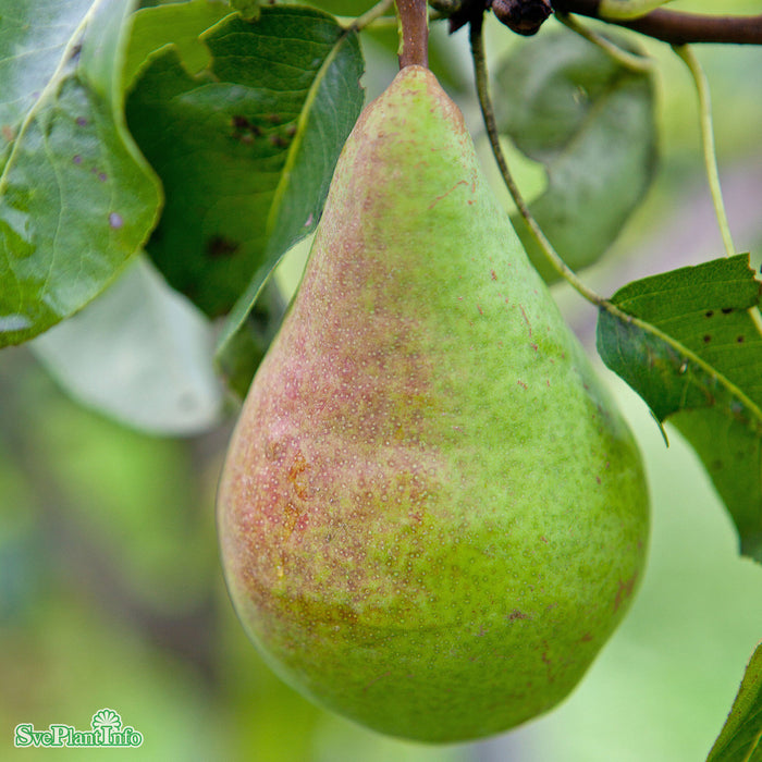 Pyrus communis 'Fritjof' E P.com Ompl. 3 års C20