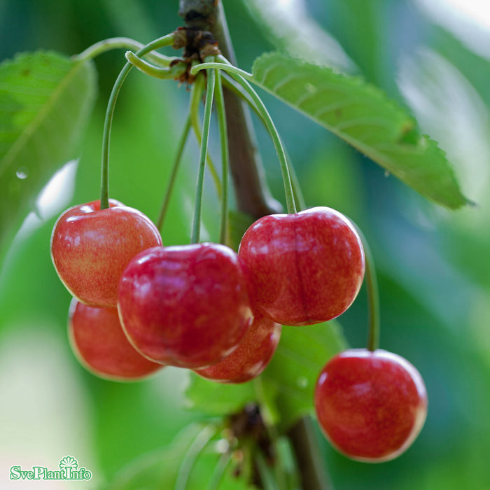 Prunus avium 'Gårdebo' E P.Colt Stam 2-års A-kval Co