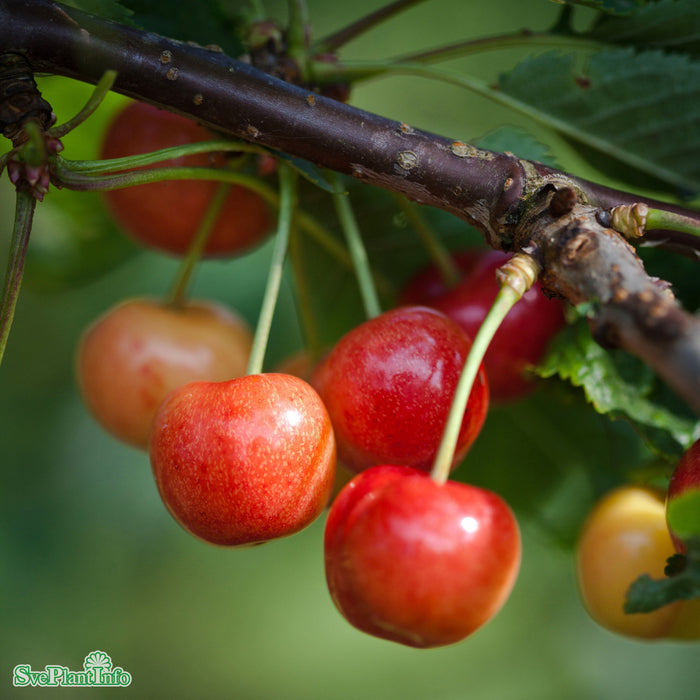 Prunus avium 'Gårdebo' E P.Colt Ompl. 5-6 år K
