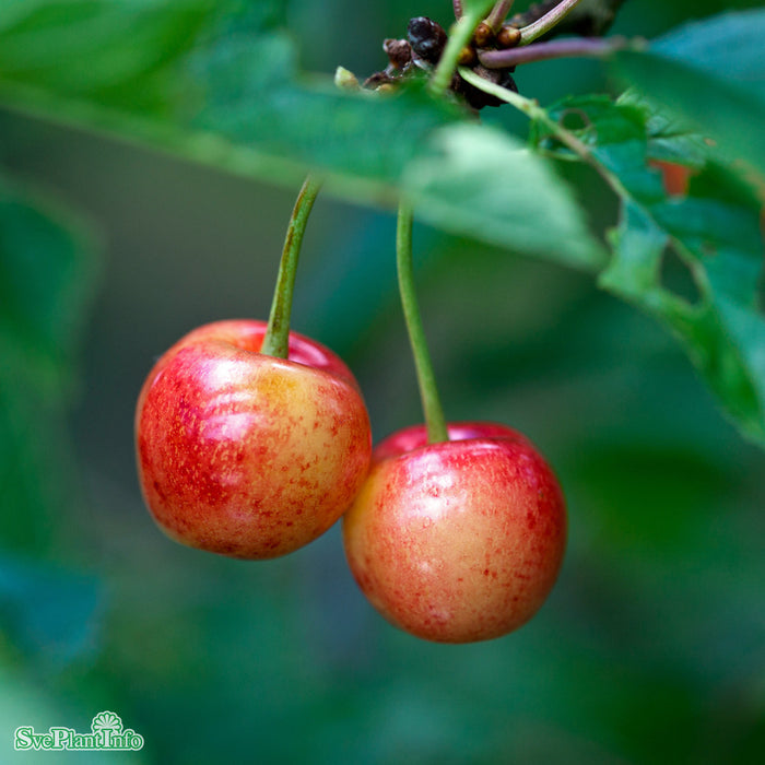 Prunus avium 'Heidi' Stam 2-års A-kval