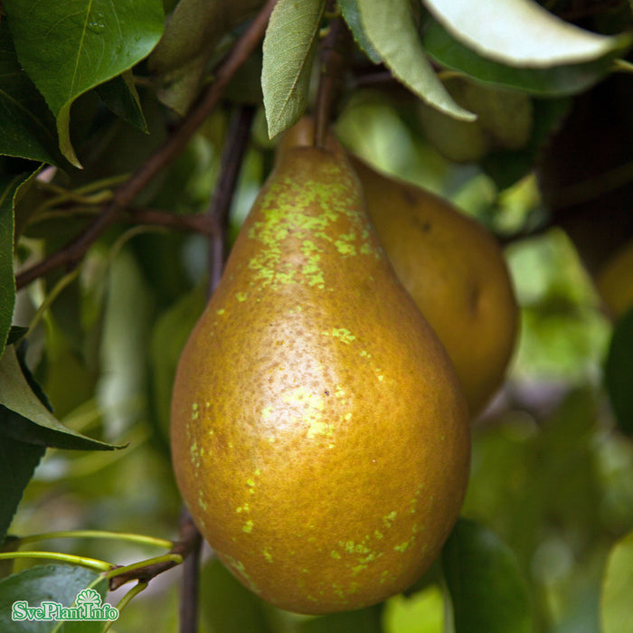 Pyrus communis 'Ingeborg' E P.com Stam 2-års A-kval Co