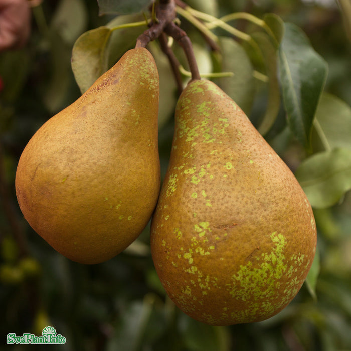 Pyrus communis 'Ingeborg' E P.com Stam 2-års A-kval Co