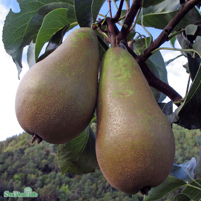 Pyrus communis 'Ingeborg' E P.com Stam 2-års A-kval Co