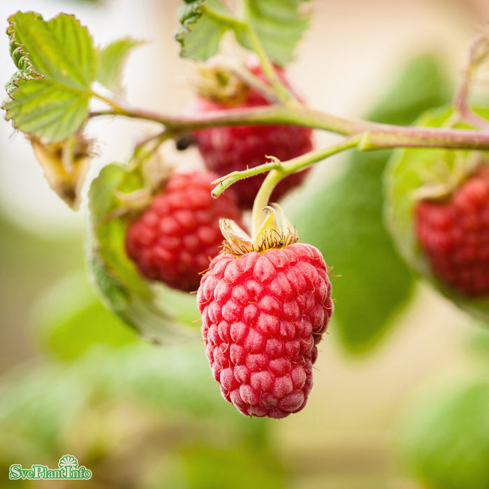 Rubus (Trädgårdshallon) 'Laszka' E A-kval C2