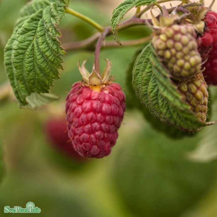 Rubus (Trädgårdshallon) 'Laszka' E A-kval C2