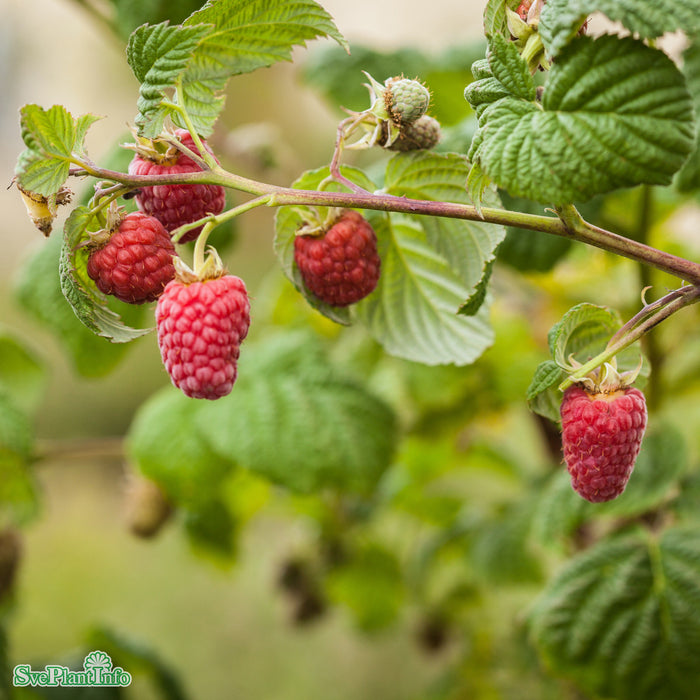 Rubus (Trädgårdshallon) 'Laszka' E A-kval C2