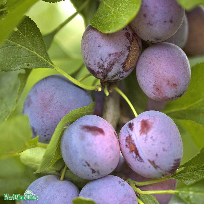 Prunus domestica 'Opal' E Stam 4 års Co