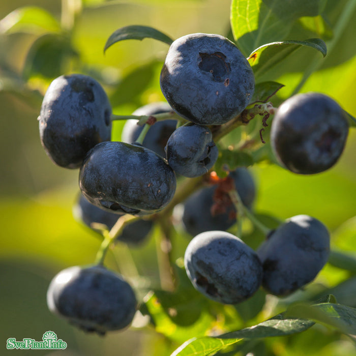 Vaccinium corymbosum Pelle E Busk C3,5