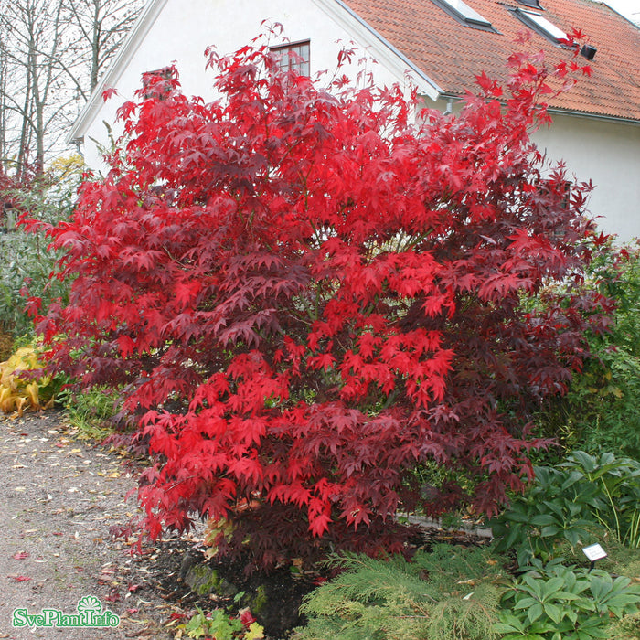 Acer palmatum 'Atropurpureum' C15 100-125cm
