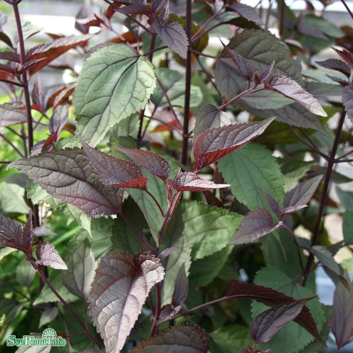 Ageratina altissima 'Chocolate' A-kval C2