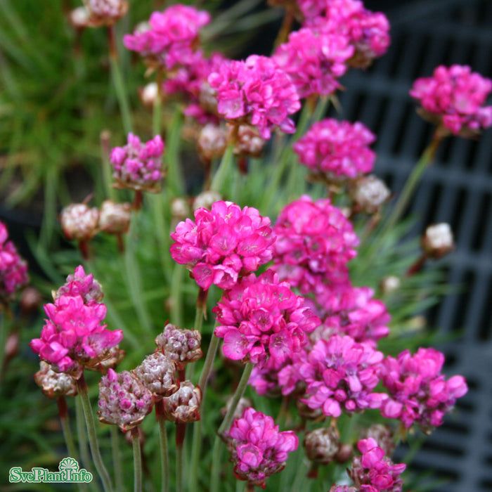 Armeria maritima 'Armada Rose' A-kval