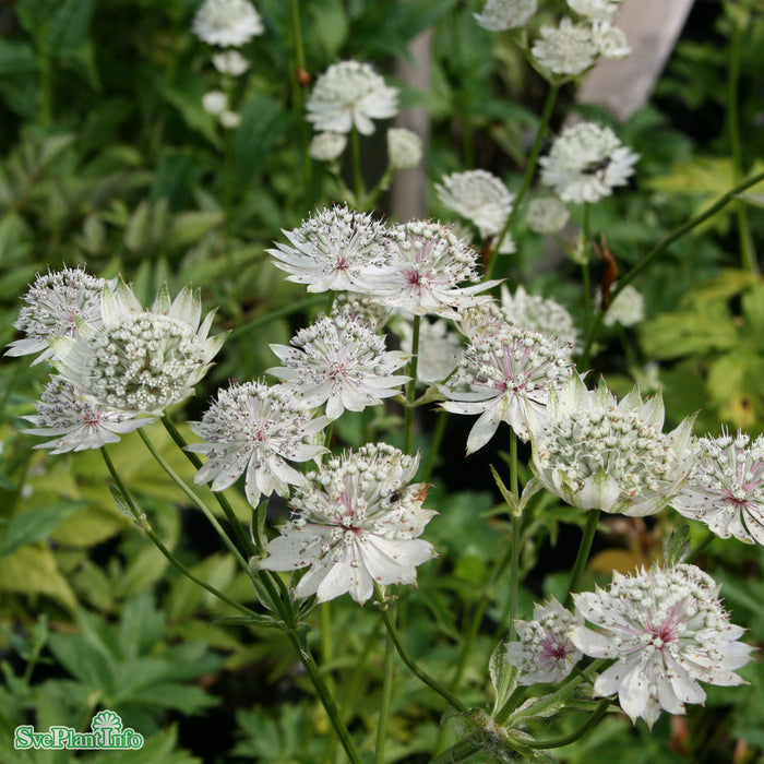 Astrantia major 'Shaggy' A-kval